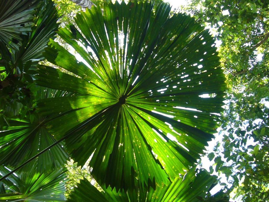Port Douglas Retreat Bagian luar foto